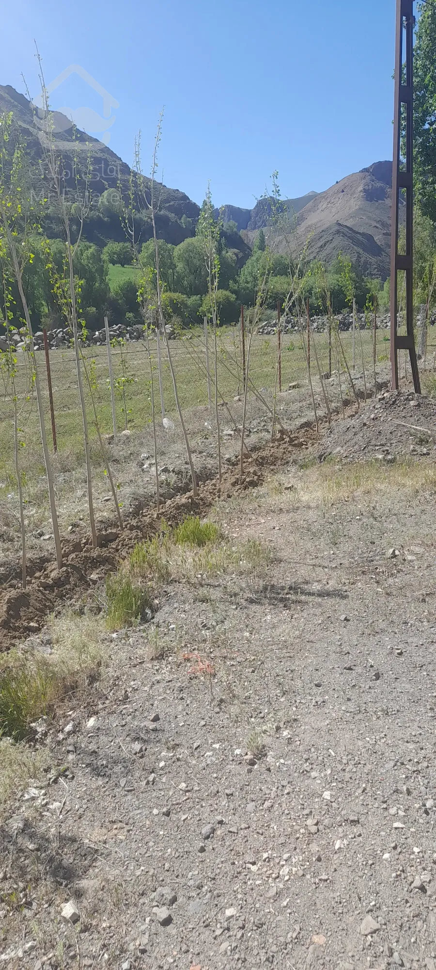 ۱۰۰۰متر زمین با نهال گروو