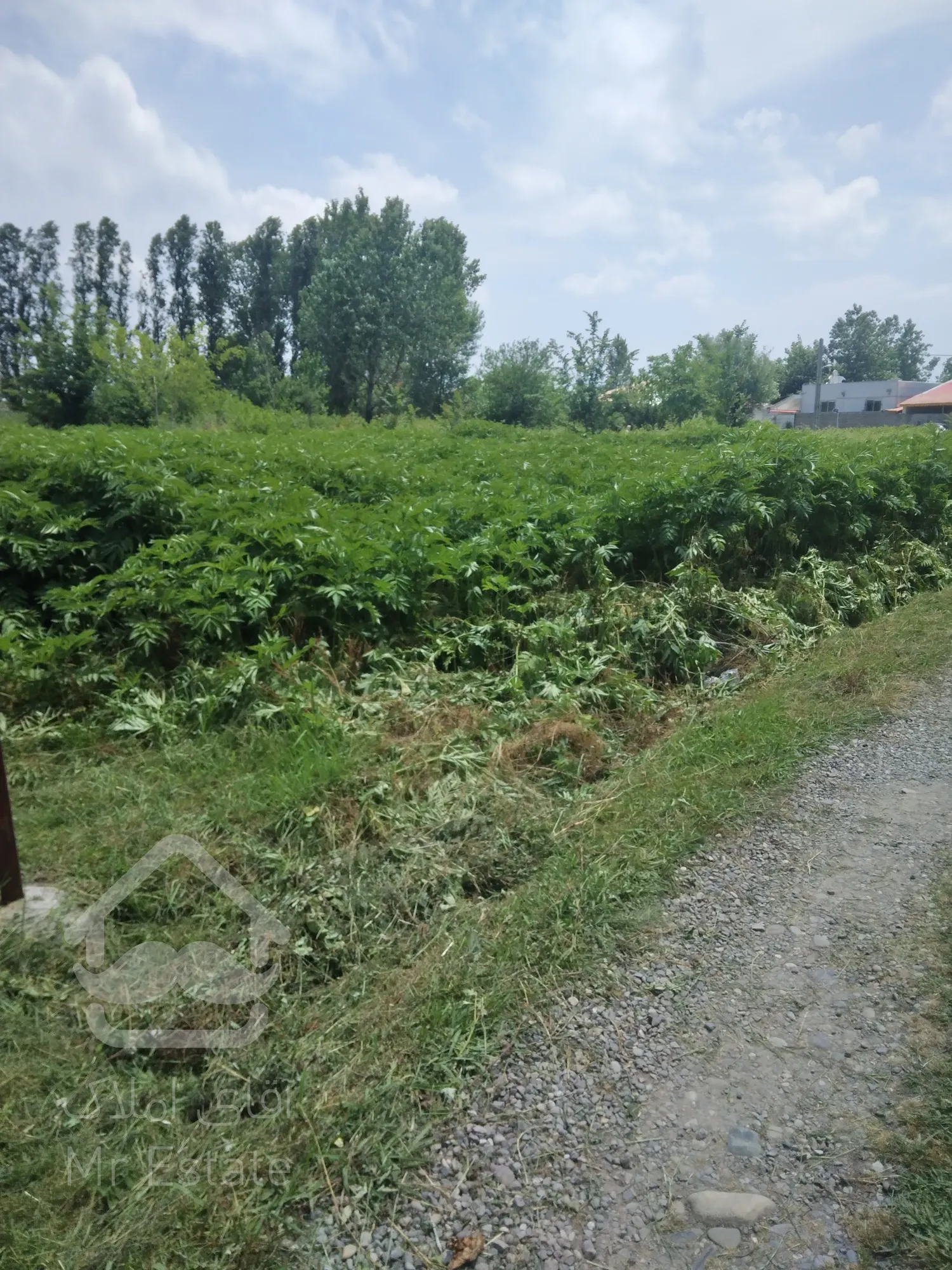 فروش زمین مسکونی درگیلان.رشت.بیجاربنه.