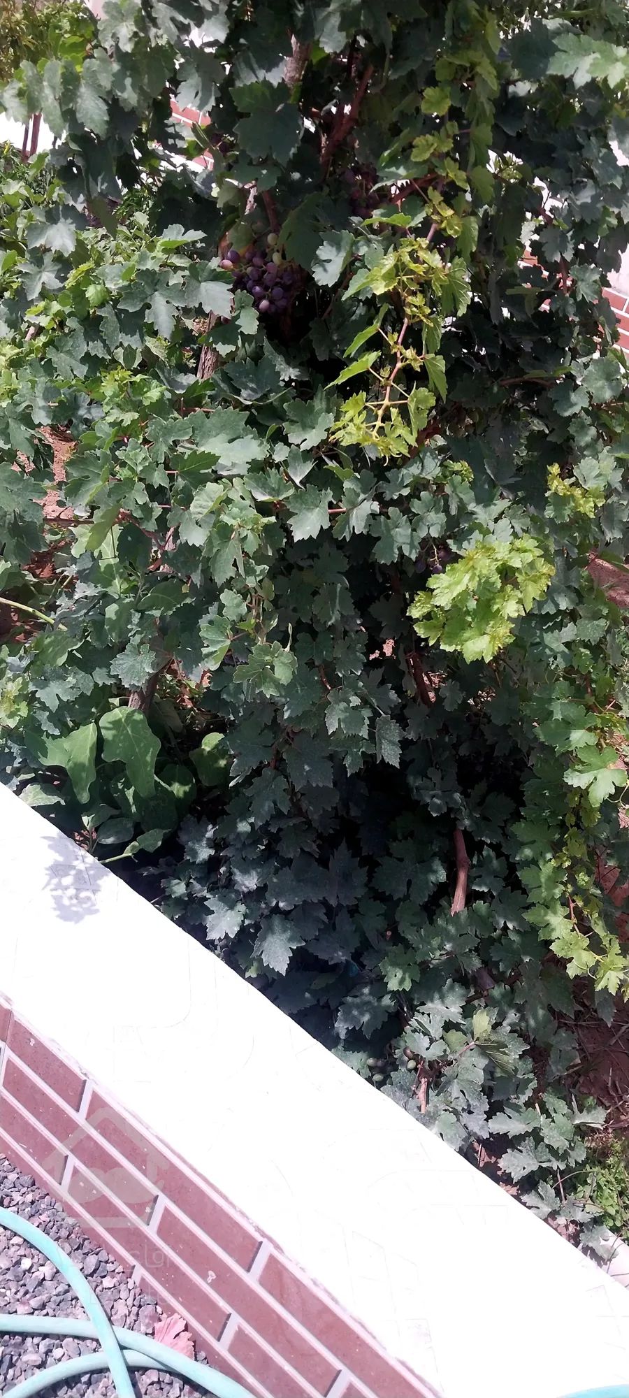 خانه ویلای یزد صدراباد رستاق