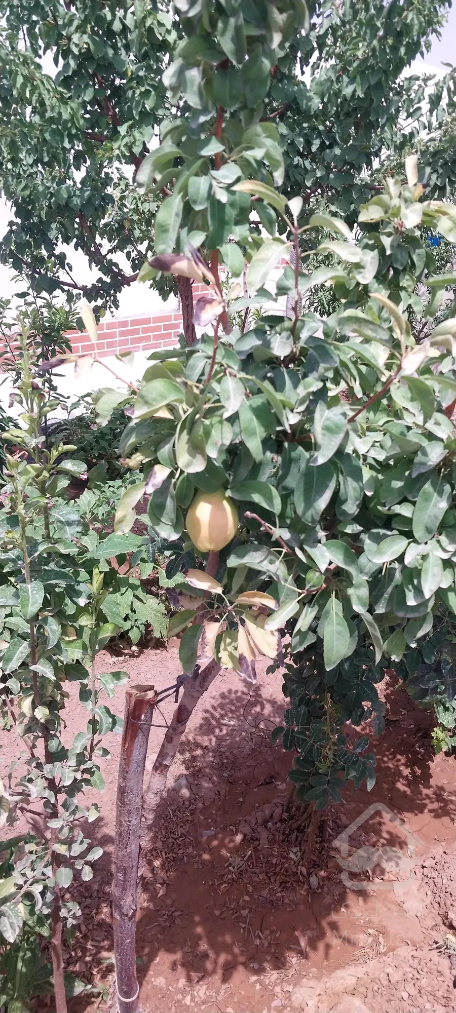 خانه ویلای یزد صدراباد رستاق