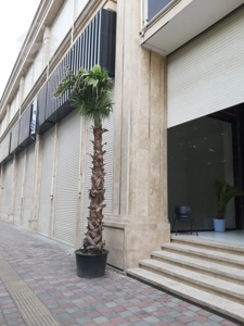 اجاره مغازه 26 متری در رونیکامال هروی