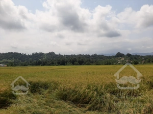 فروش زمین زراعی در بهترین منطقه لاهیجان