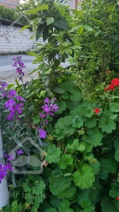 خرید و فروش زمین باغی چمستان