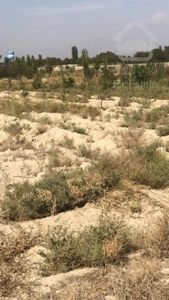 زمین کشاورزی باغی
