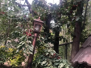 باغ ویلا فشم