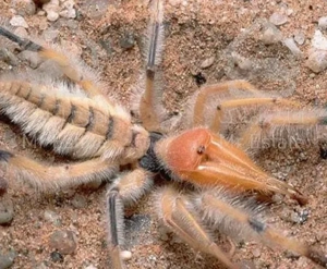 سمپاشی تضمینی حشرات مایع طعمه گذاری تزریق ژل