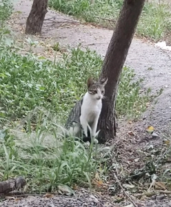 اجاره آپارتمان ۸۰ متری ۲ خوابه طبقه ۱ در شهران