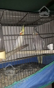 برق کشی شیر آلات تعمیربخاری و