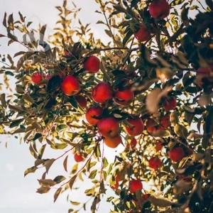 فروش باغ 15 ساله