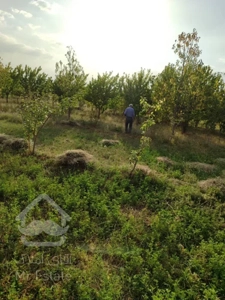 باغ میوه واقع درشهرگلزار
