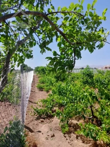 فروش قطعه باغ ۴۵۰ متری پربار و زیبا، دارای سندتک برگ و سهمیه آب،فقط۱۹۰ میلیون تومن مقطوع واقع در شهر تاکستان