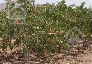 زمین کشاورزی باغ