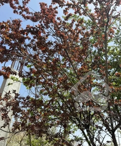 ۶۱۰ متر باغ ویلای در حال ساخت دماوند سربندان