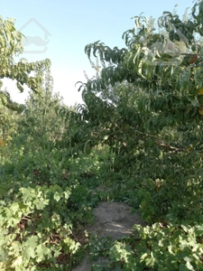 باغ چهار دیواری شده