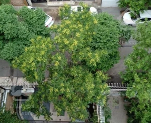 110 متری اندرزگو رویایی