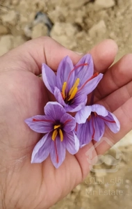 زمین،باغ تبریز سند شش دانگ