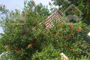 خونه باغ مسکونی کهک