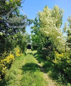 اجاره سالانه خانه باغ مبله و سنتی