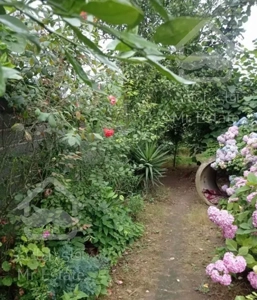 اجاره ویلا باغ ۵۰۰ متری دربستی