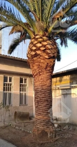 ویلای قدیمی در خ ساری خ نساجی