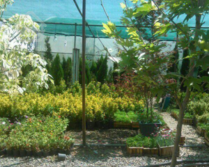 طراحی واجرای فضای سبز خدمات باغبانی گل وگیاه