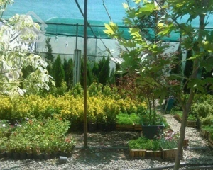 طراحی واجرای فضای سبز خدمات باغبانی گل وگیاه