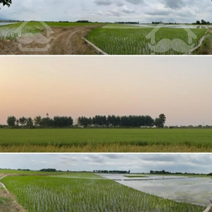 فروش زمین یکپارچه