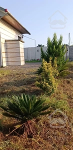 ااجاره ویلا باغ ساحلی