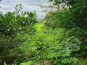 فروش باغ مشجر