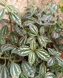 فروش گل و گیاه