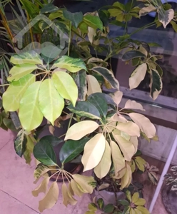 رهن واجاره آپارتمان