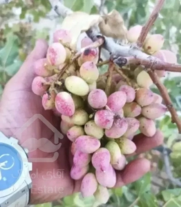 باغ ویلا نشاط قابل معاوضه