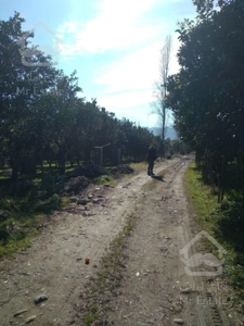 فروش باغ مرکبات لوکس،دارای یک جواز و چسبیدا به بافت