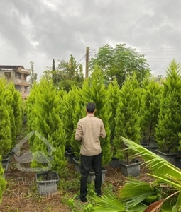 عرضه و تولید انواع گل و گیاه محوطه ای و بیرونی