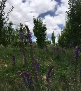 فروش باغ به همراه خانه مسکونی فیروزکوه