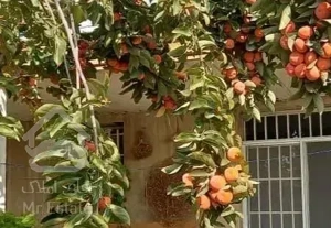 خانه دربستی ویلایی تریبلکس ۱۸۰ متری بهرود