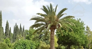 ویلا سند تک برگ ۲۰۰۰متر