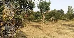 فروش زمین 1518 متری ظفر