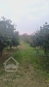 ۸۵۰ متر زمین در بابلکنار