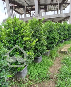 فروش انواع گل و گیاه به صورت عمده