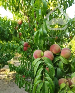 ویلا باغ با درختان ۷ ساله دروایقان