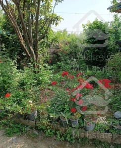 ویلای حیاط دار در روستای سرسبز شلمان