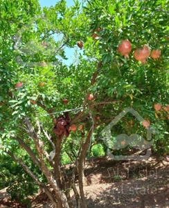 اجاره باغ انار