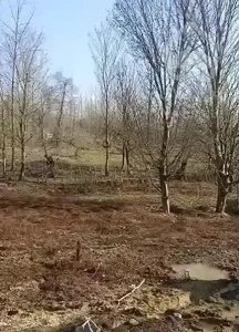 ویلای کلید نخورده جنگلی