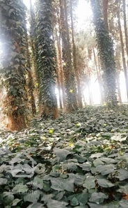 فروش سوئیت و منزل ۲ خواب