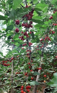 باغچه ۲۵۰متری کهک قبادبزن