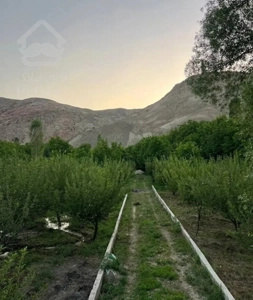 باغ سیب و گردو