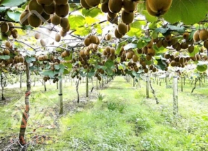 ۴ هکتار باغ کیوی زیر قیمت