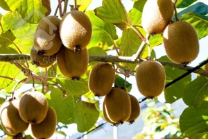 فروش باغ کیوی ۵هکتار رشت سنگر