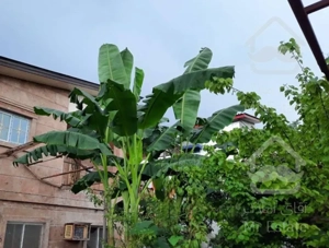 ویلا اجاره بین آمل ومحمود آباد